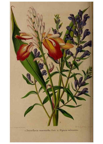 Reproducción/Reproduction 49264946982: Belgique horticole.. Liége.. 