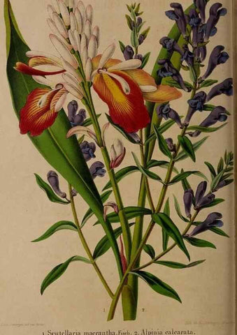 Reproducción/Reproduction 49264946982: Belgique horticole.. Liége.. 
