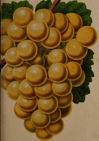 Reproducción/Reproduction 49264947357: Belgique horticole.. Liége.. 