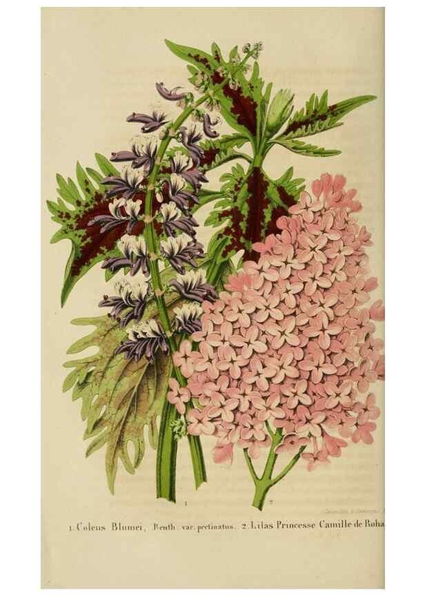 Reproducción/Reproduction 49265077536: Belgique horticole.. Liége.. 