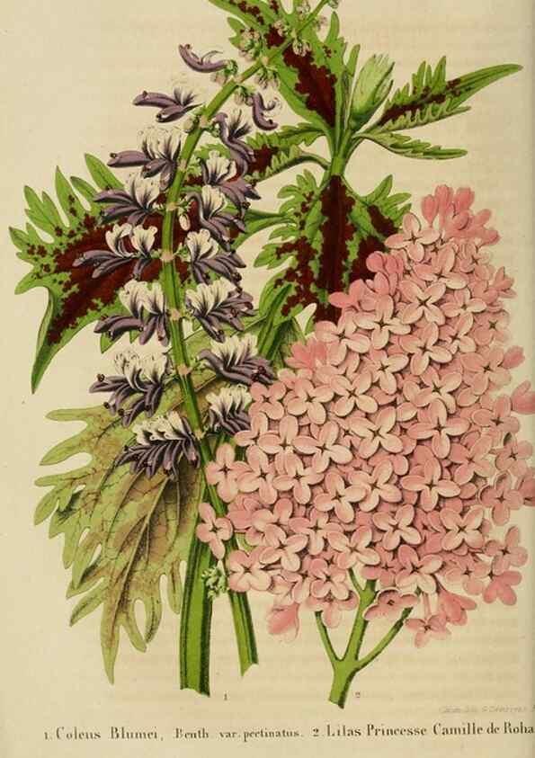 Reproducción/Reproduction 49265077536: Belgique horticole.. Liége.. 