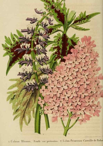 Reproducción/Reproduction 49265077536: Belgique horticole.. Liége.. 