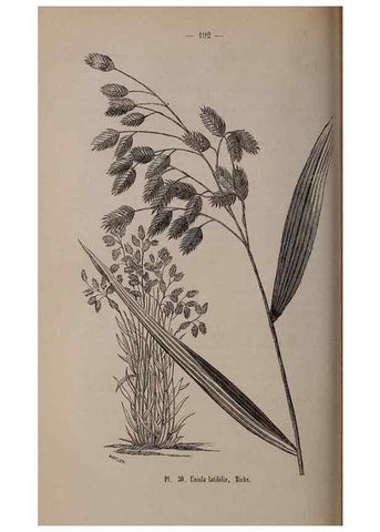 Reproducción/Reproduction 49264291053: Belgique horticole.. Liége.. 