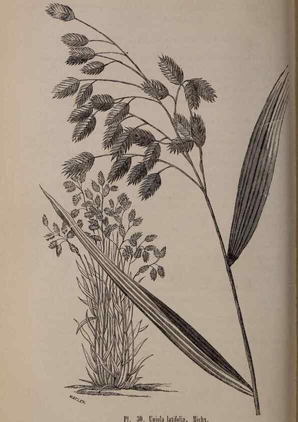 Reproducción/Reproduction 49264291053: Belgique horticole.. Liége.. 