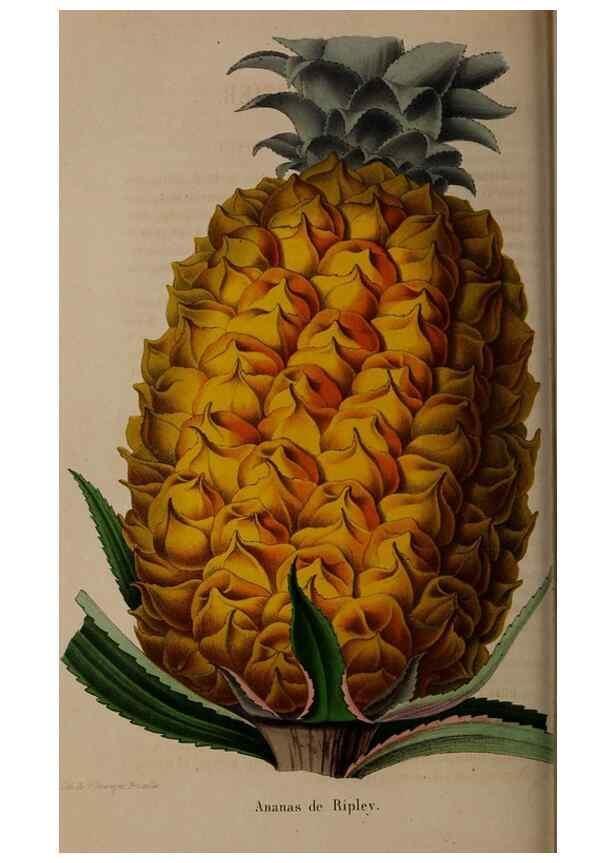 Reproducción/Reproduction 49264754796: Belgique horticole.. Liége.. 