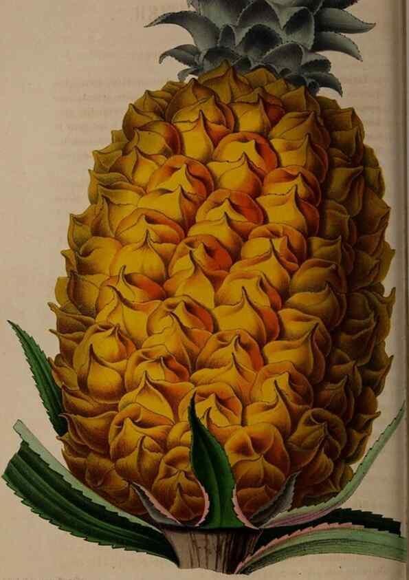 Reproducción/Reproduction 49264754796: Belgique horticole.. Liége.. 