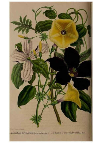 Reproducción/Reproduction 49264755161: Belgique horticole.. Liége.. 