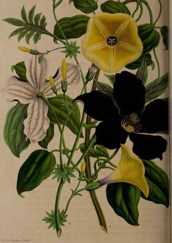 Reproducción/Reproduction 49264755161: Belgique horticole.. Liége.. 