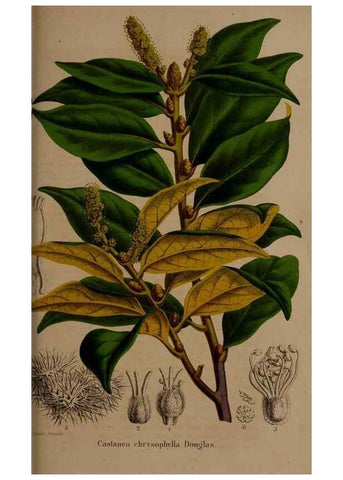 Reproducción/Reproduction 49264755456: Belgique horticole.. Liége.. 