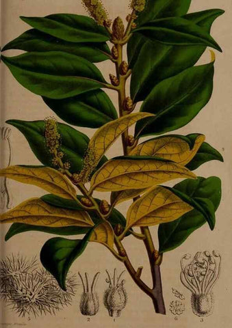 Reproducción/Reproduction 49264755456: Belgique horticole.. Liége.. 