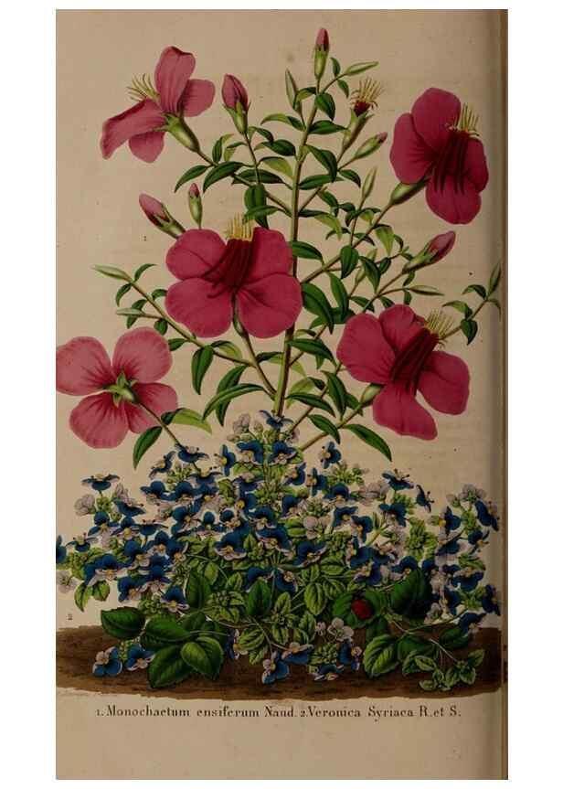 Reproducción/Reproduction 49264293898: Belgique horticole.. Liége.. 