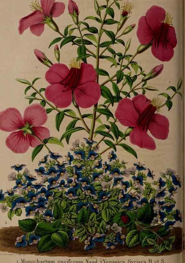Reproducción/Reproduction 49264293898: Belgique horticole.. Liége.. 