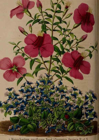 Reproducción/Reproduction 49264293898: Belgique horticole.. Liége.. 