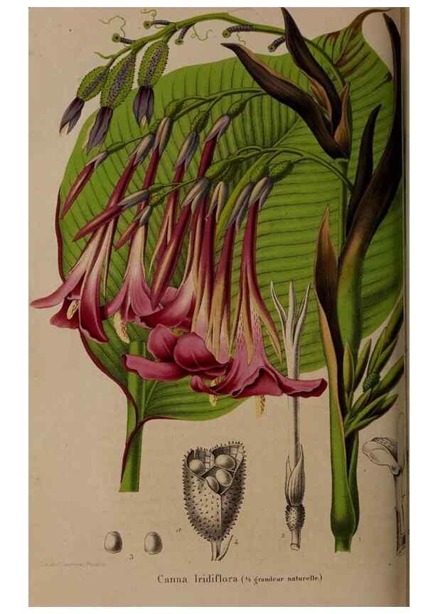 Reproducción/Reproduction 49264291373: Belgique horticole.. Liége.. 
