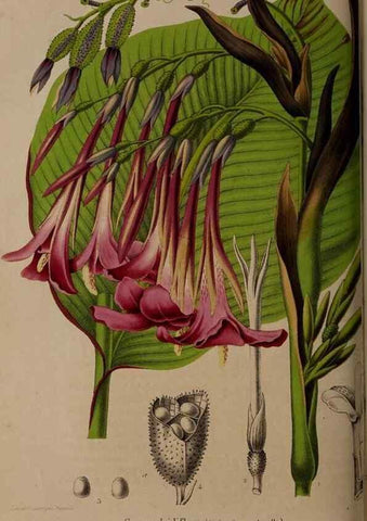 Reproducción/Reproduction 49264291373: Belgique horticole.. Liége.. 