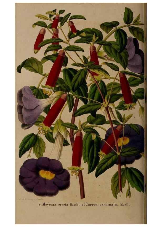 Reproducción/Reproduction 49264945247: Belgique horticole.. Liége.. 