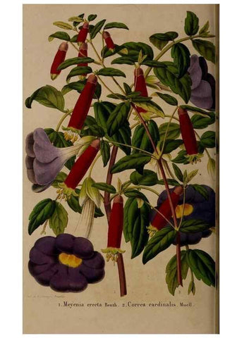 Reproducción/Reproduction 49264945247: Belgique horticole.. Liége.. 