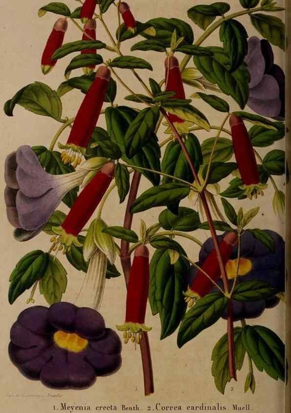 Reproducción/Reproduction 49264945247: Belgique horticole.. Liége.. 