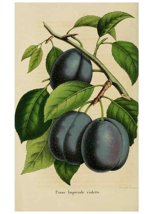 Reproducción/Reproduction 49265271602: Belgique horticole.. Liége.. 