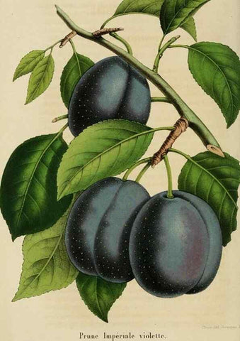 Reproducción/Reproduction 49265271602: Belgique horticole.. Liége.. 