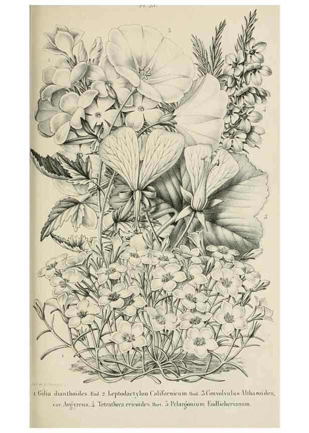 Reproducción/Reproduction 49265078491: Belgique horticole.. Liége.. 