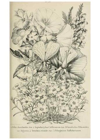 Reproducción/Reproduction 49265078491: Belgique horticole.. Liége.. 