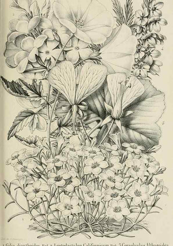 Reproducción/Reproduction 49265078491: Belgique horticole.. Liége.. 