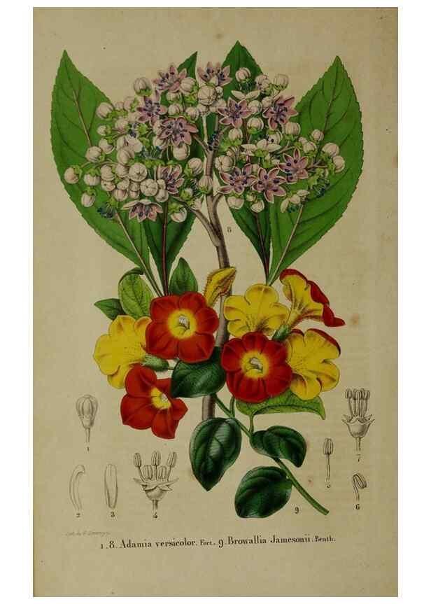 Reproducción/Reproduction 49265336247: Belgique horticole.. Liége.. 