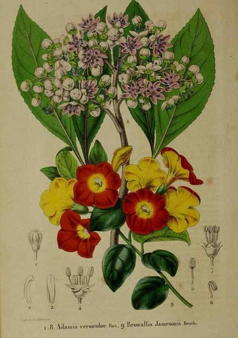 Reproducción/Reproduction 49265336247: Belgique horticole.. Liége.. 