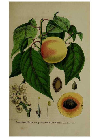 Reproducción/Reproduction 49264681668: Belgique horticole.. Liége.. 