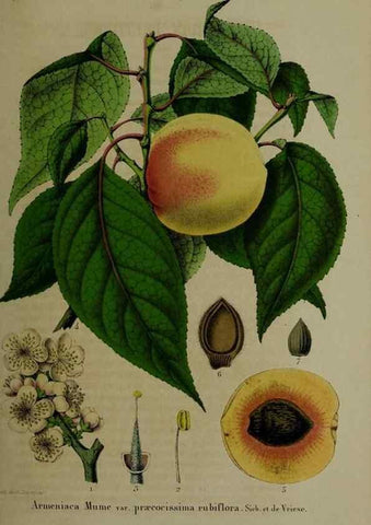 Reproducción/Reproduction 49264681668: Belgique horticole.. Liége.. 