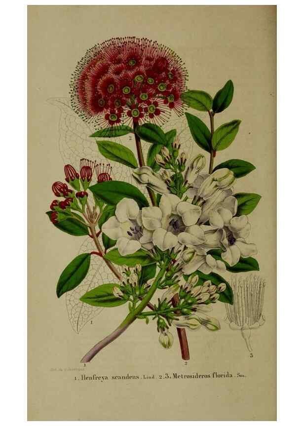 Reproducción/Reproduction 49264682038: Belgique horticole.. Liége.. 