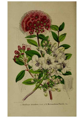 Reproducción/Reproduction 49264682038: Belgique horticole.. Liége.. 