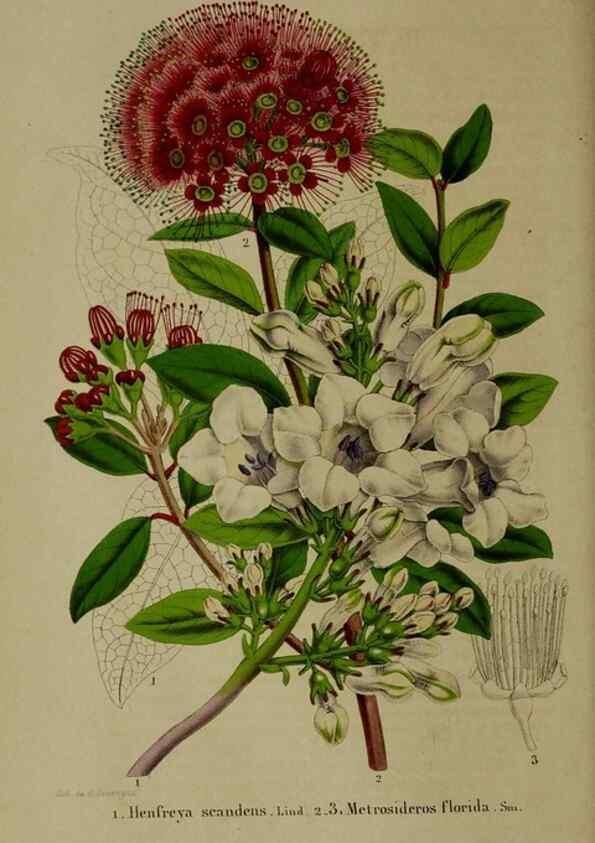 Reproducción/Reproduction 49264682038: Belgique horticole.. Liége.. 