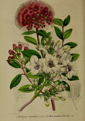 Reproducción/Reproduction 49264682038: Belgique horticole.. Liége.. 