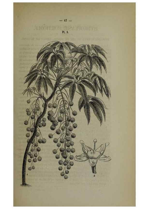 Reproducción/Reproduction 49264682723: Belgique horticole.. Liége.. 