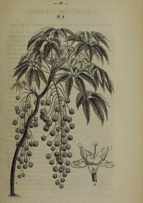 Reproducción/Reproduction 49264682723: Belgique horticole.. Liége.. 