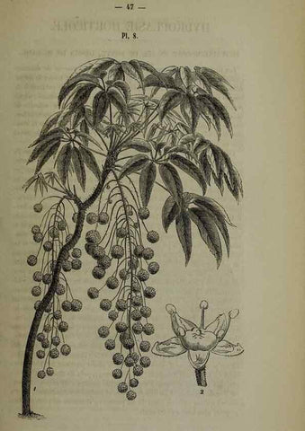 Reproducción/Reproduction 49264682723: Belgique horticole.. Liége.. 