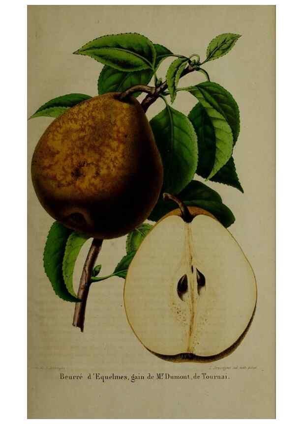 Reproducción/Reproduction 49265146561: Belgique horticole.. Liége.. 