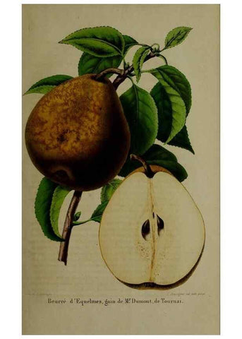 Reproducción/Reproduction 49265146561: Belgique horticole.. Liége.. 