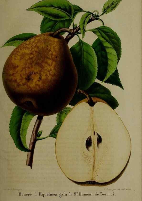 Reproducción/Reproduction 49265146561: Belgique horticole.. Liége.. 
