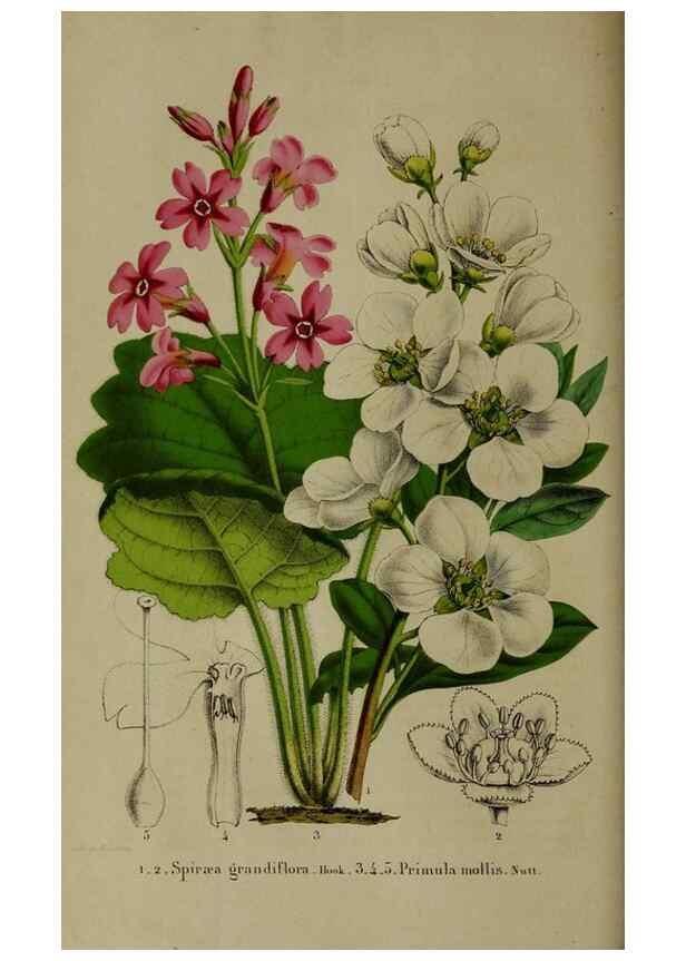 Reproducción/Reproduction 49265146896: Belgique horticole.. Liége.. 