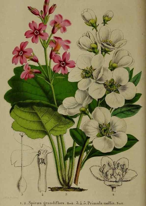 Reproducción/Reproduction 49265146896: Belgique horticole.. Liége.. 