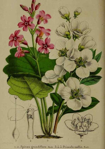 Reproducción/Reproduction 49265146896: Belgique horticole.. Liége.. 