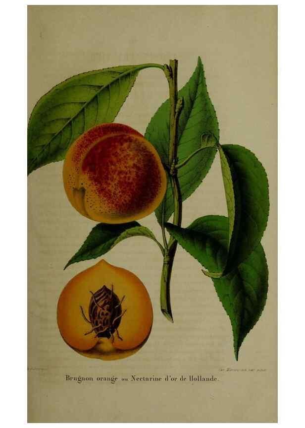 Reproducción/Reproduction 49265148136: Belgique horticole.. Liége.. 