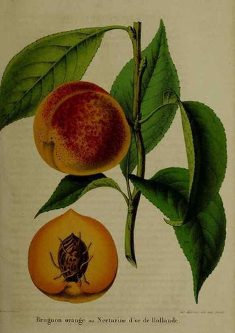 Reproducción/Reproduction 49265148136: Belgique horticole.. Liége.. 