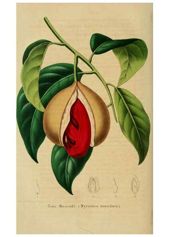 Reproducción/Reproduction 49265085021: Belgique horticole.. Liége.. 