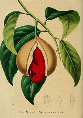 Reproducción/Reproduction 49265085021: Belgique horticole.. Liége.. 