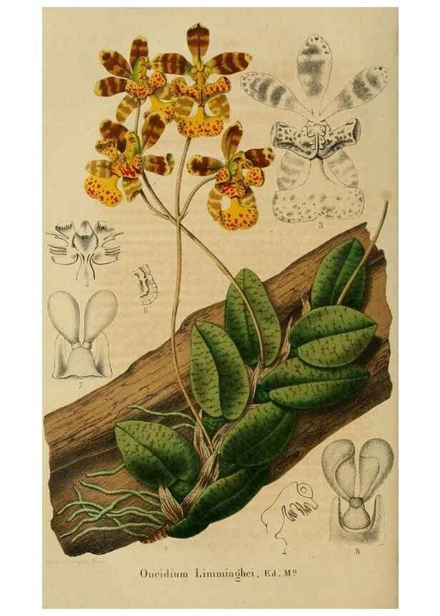 Reproducción/Reproduction 49265278657: Belgique horticole.. Liége.. 