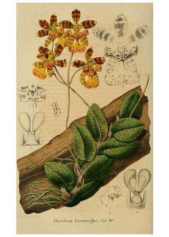 Reproducción/Reproduction 49265278657: Belgique horticole.. Liége.. 